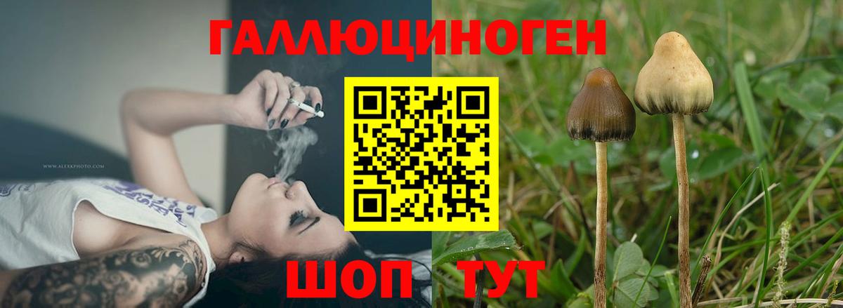 Галлюциногенные грибы Psilocybe  Вход с VPN  Владивосток 
